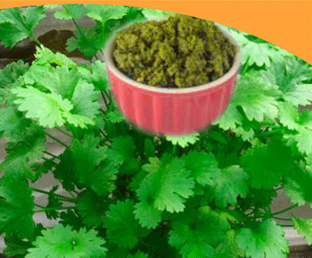 coriander-leave--paste
